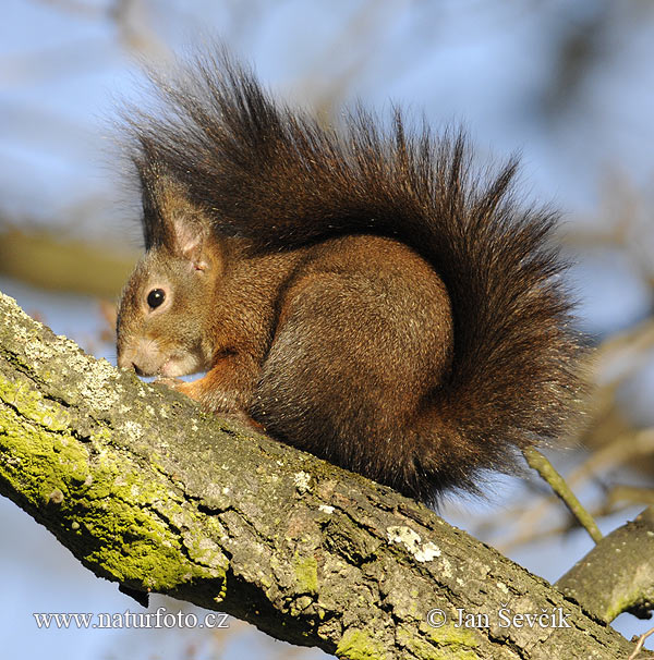 Orava