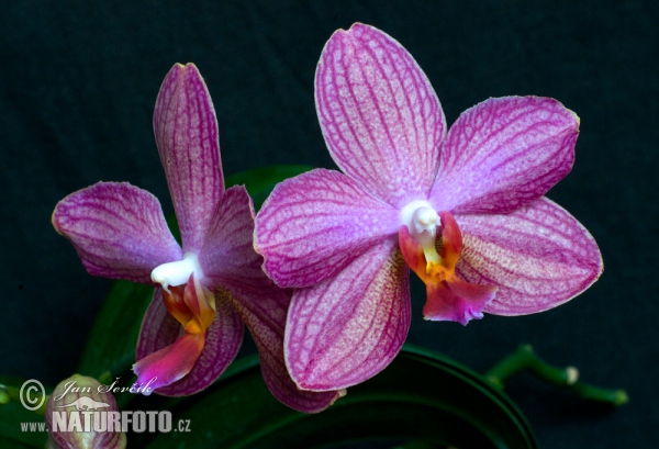 Orchid (Phalaenopsis sp.)