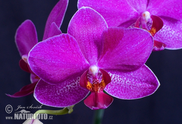 Orchid (Phalaenopsis sp.)