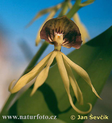 Orchid (Prosthechea cochleata)