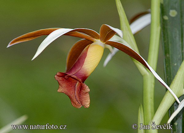 Orchid (Phaius tankervilleae)