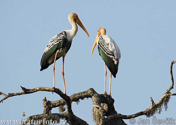 Orientalisk ibisstork