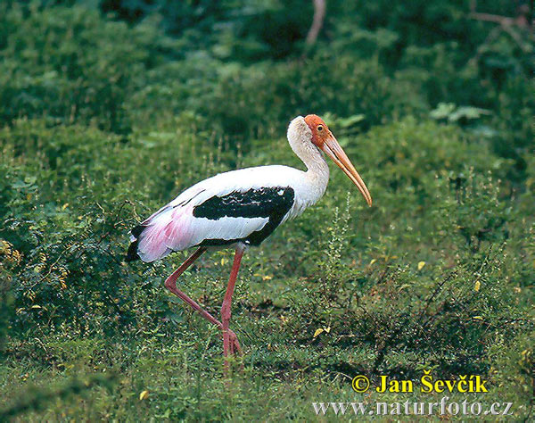 Orientalisk ibisstork