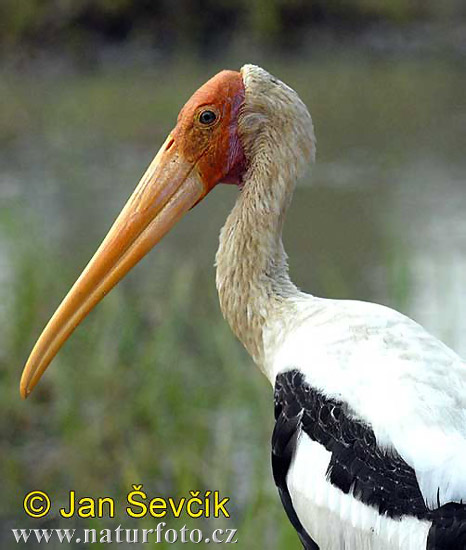 Orientalisk ibisstork