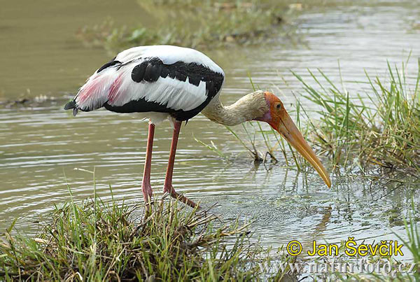 Orientalisk ibisstork