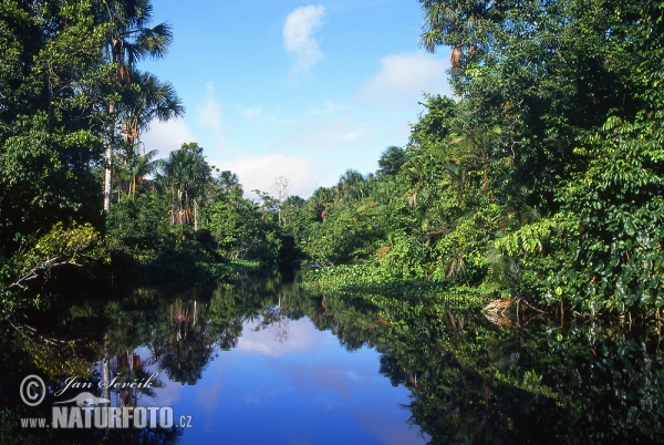 Orinoco River Delta (VA)