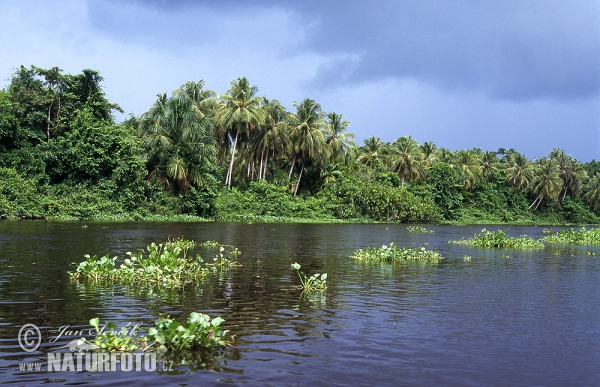 Orinoco River Delta (VA)