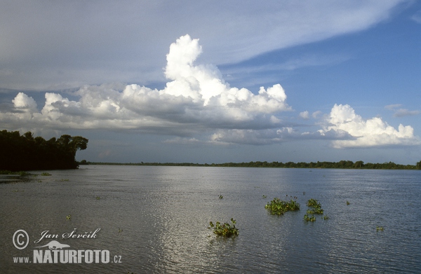 Orinoco River Delta (VA)