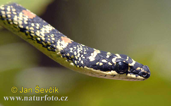 Ornate Flying Snake (Chrysopelea ornata)