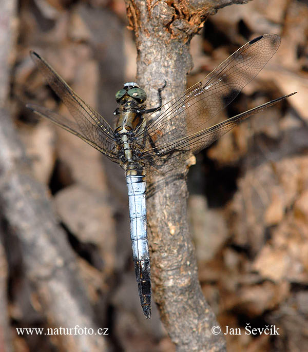 Orthetrum albistylum