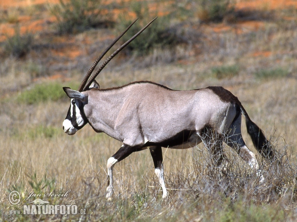 Oryx gazella gazella