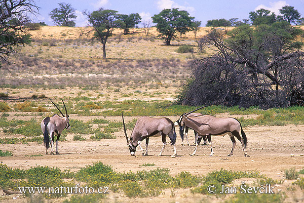 Oryx gazella gazella