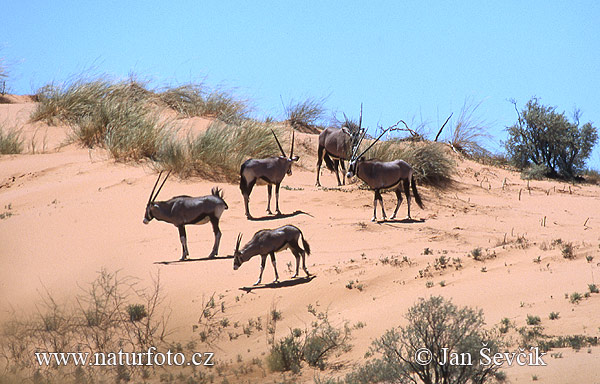 Oryx gazelle