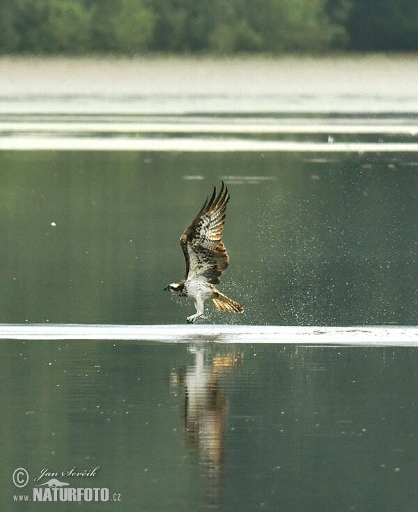 Osprey (Pandion haliaetus)