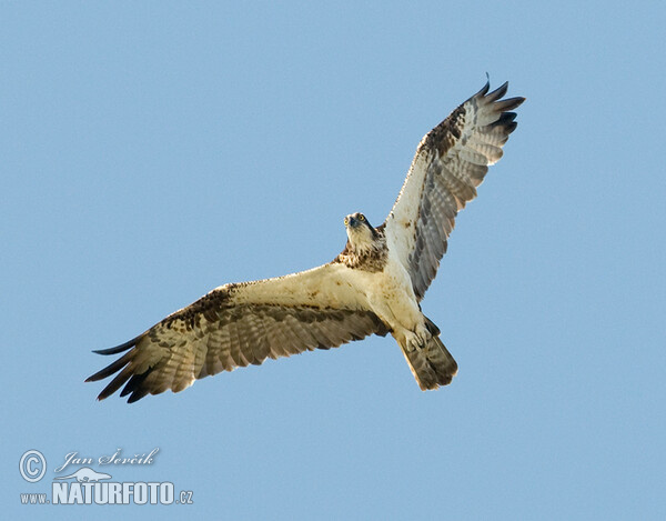 Osprey (Pandion haliaetus)