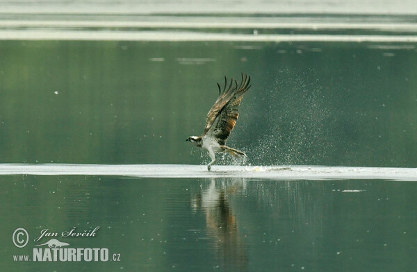 Osprey (Pandion haliaetus)