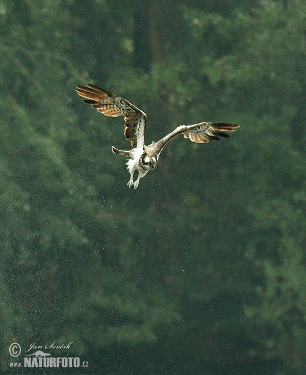 Osprey (Pandion haliaetus)