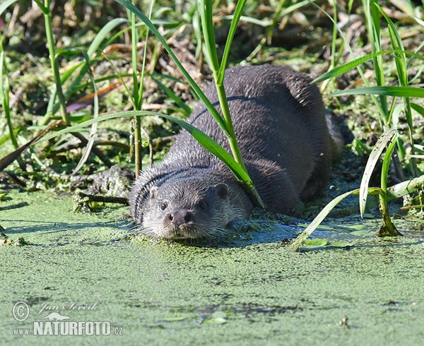 Otter (Lutra lutra)