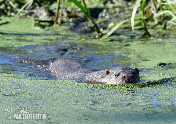 Otter (Lutra lutra)