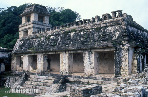 Palenque mayan ruins (MEX)