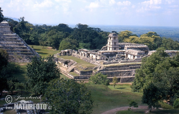 Palenque mayan ruins (MEX)