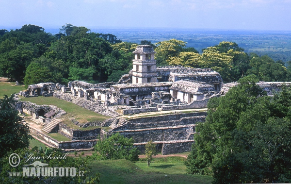 Palenque mayan ruins (MEX)