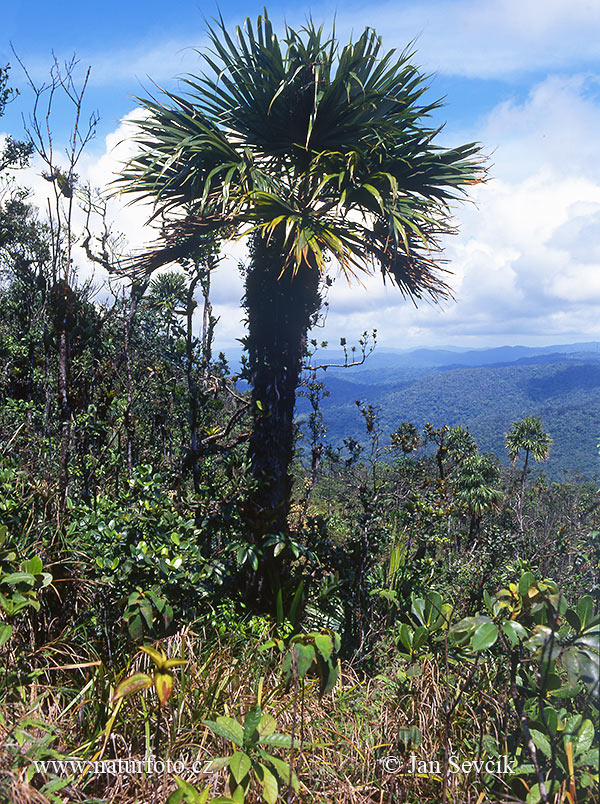 Panamá