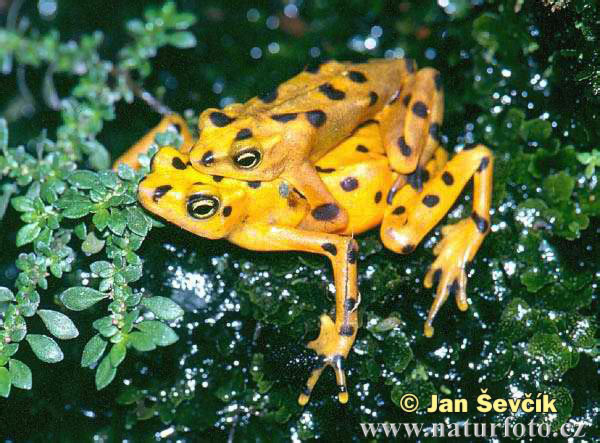 Panamanien Golden Frog (Atelopus zeteki)