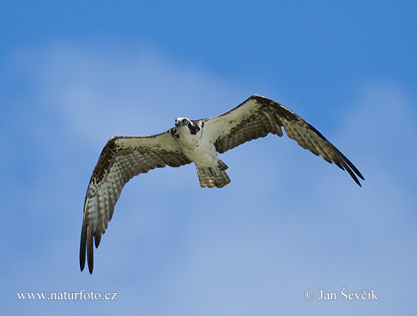 Pandion haliaetus