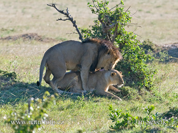 Panthera leo