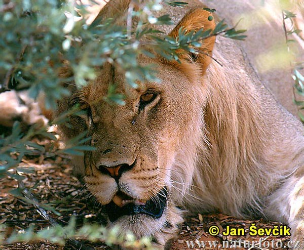 Panthera leo