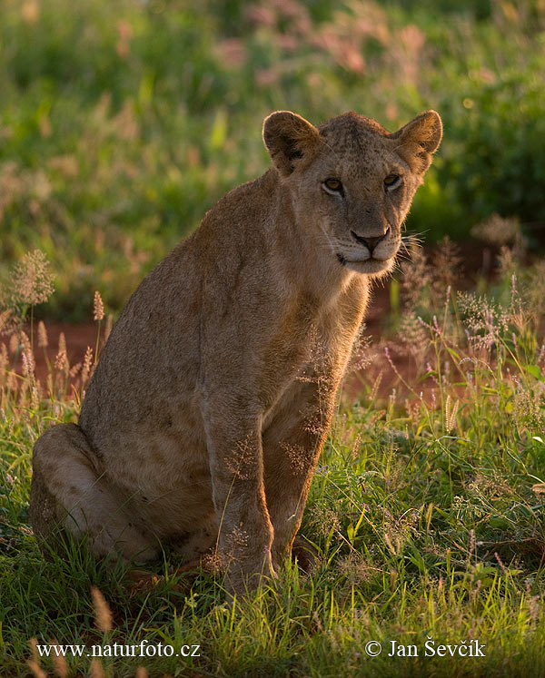 Panthera leo