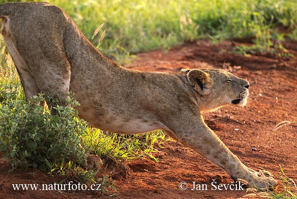 Panthera leo