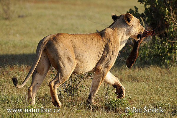 Panthera leo