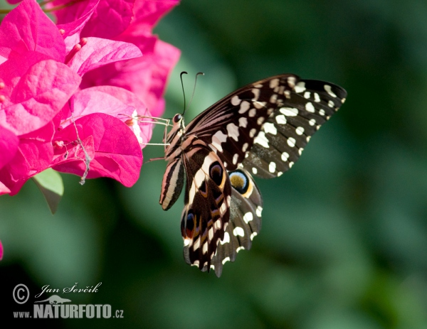 Papilio demodocus