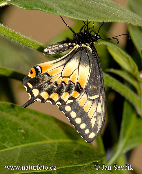 Papilio polyxenes