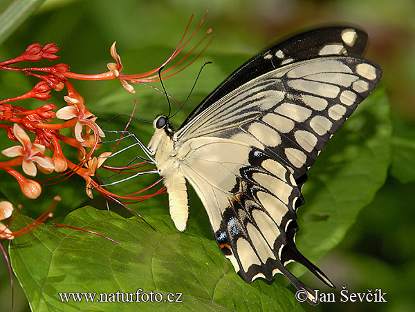 Papilio thoas