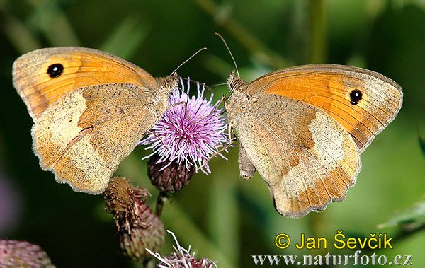 Paprastasis jautakis satyras