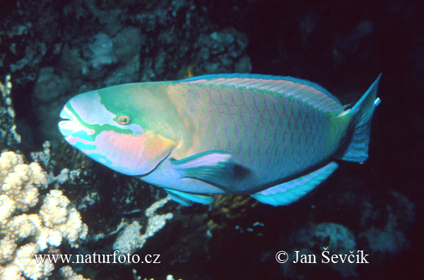 Parrotfish (Chlorurus sordidus)