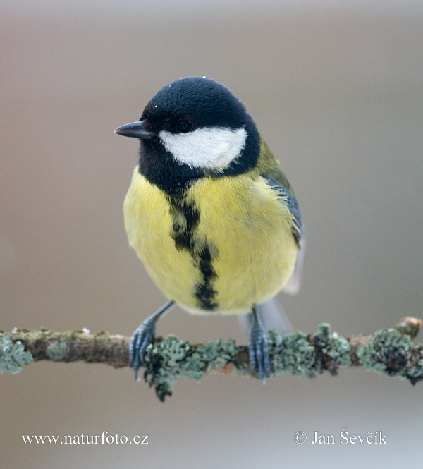 Parus major