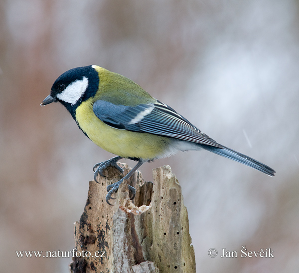 Parus major