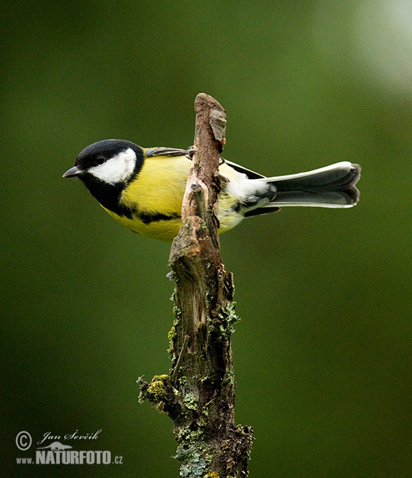 Parus major