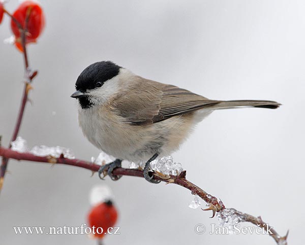 Parus palustris