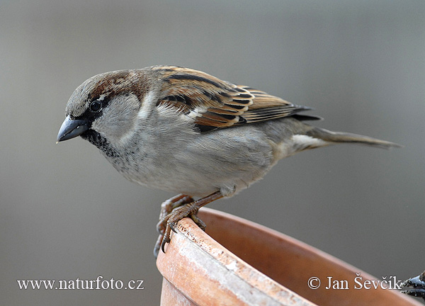 Passer domesticus