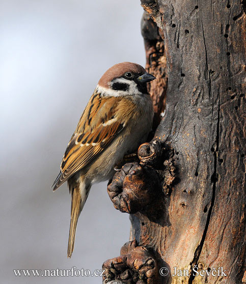 Passer montanus