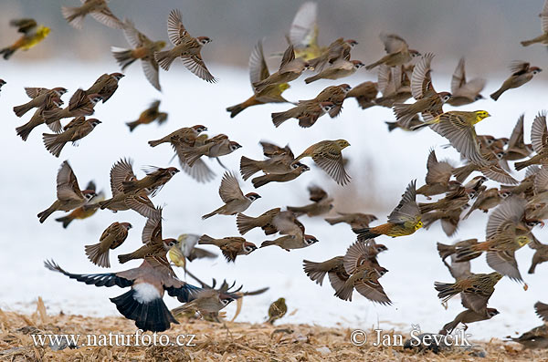 Passer montanus Emberiza citrinella