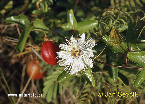 Passiflora sp.