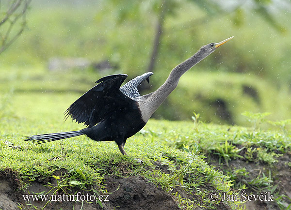 Pato aguja americano