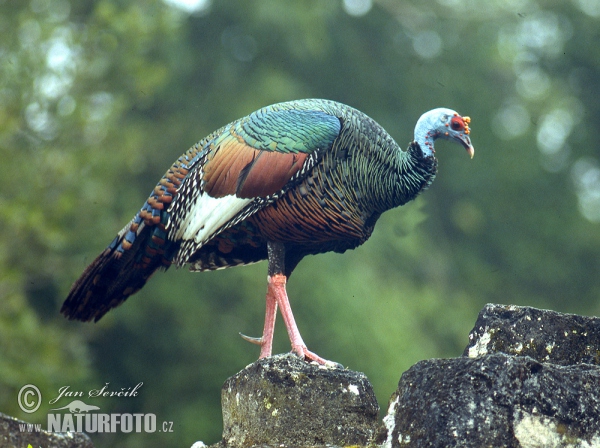 Pavo ocelado, Guajolote ocelado