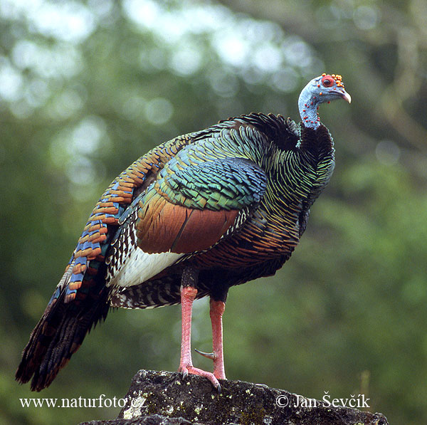 Pavo ocelado, Guajolote ocelado